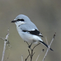 Northern Shrike